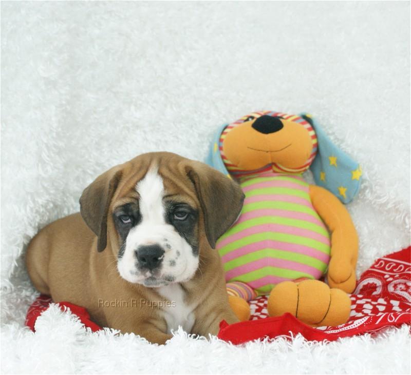 Maxwell Beabull Bull Rockin R Puppies